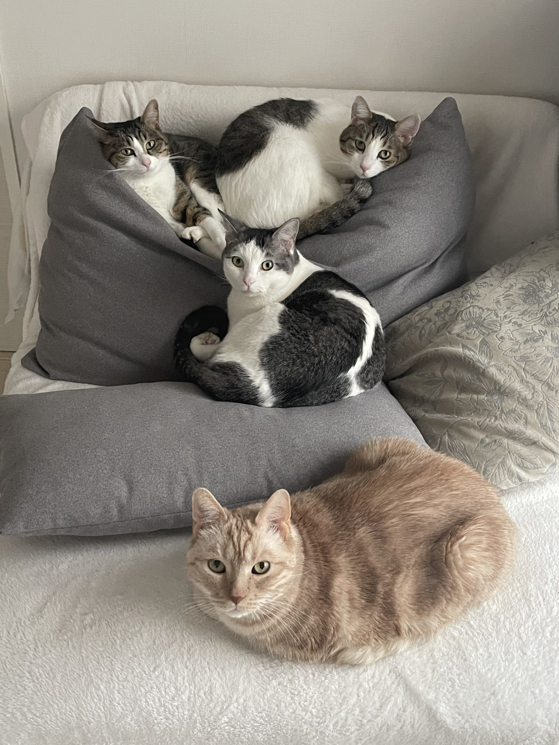 理事長の愛猫たち（保護猫含む）